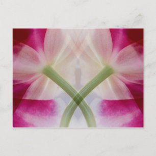 Cartão Postal USA, Colorado, Lafayette. Orchid montage