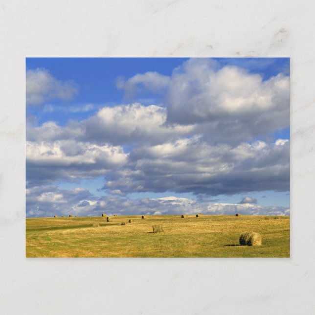 Cartão Postal USA, Nebraska, Morrill County. Golden hay (Frente)