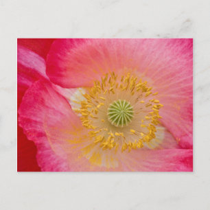 Cartão Postal USA, North Carolina. Close-up of poppy interior