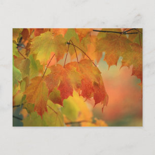 Cartão Postal USA, Northeast, Maple Leaves in Rain. Credit as: