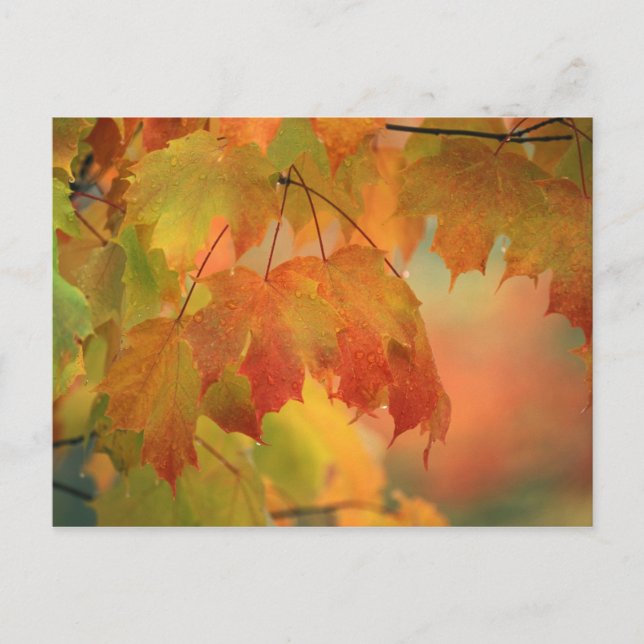 Cartão Postal USA, Northeast, Maple Leaves in Rain. Credit as: (Frente)