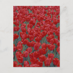 Cartão Postal USA, Ohio, Cincinnati. Bed of red tulips