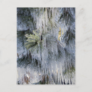 Cartão Postal USA, Oregon, Bend. The ice on Ponderosa pine