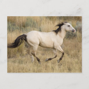 Cartão Postal USA, Oregon, Seneca, Ponderosa Ranch. Horse
