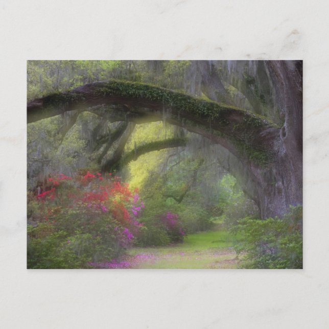 Cartão Postal USA, South Carolina, Magnolia Gardens. (Frente)