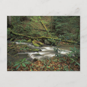 Cartão Postal USA, Tennessee. Big South Fork National River