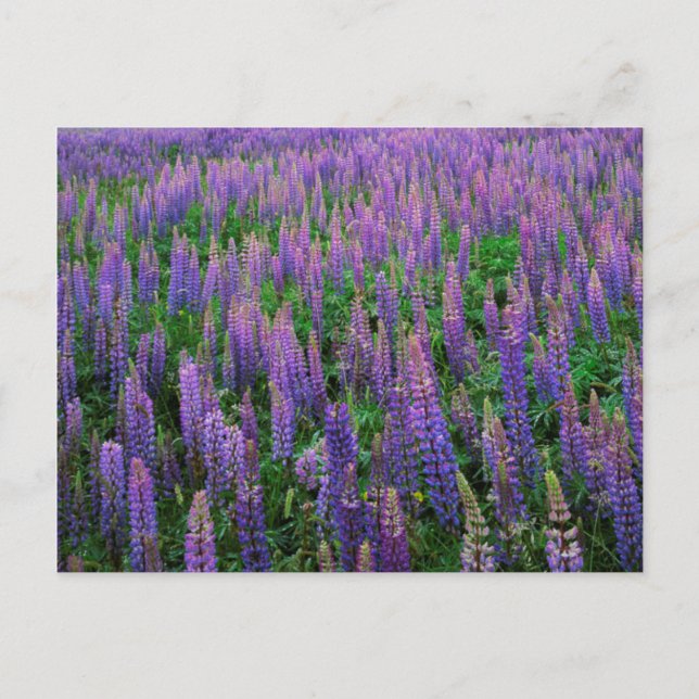 Cartão Postal USA, Washington, Clallam County, Lupine (Frente)