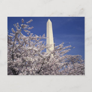 Cartão Postal USA, Washington DC. Cherry Blossom Festival and