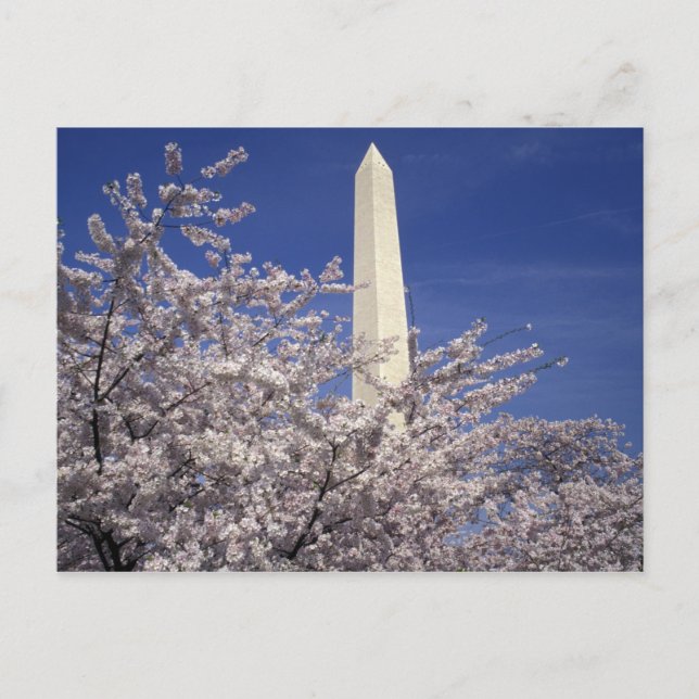 Cartão Postal USA, Washington DC. Cherry Blossom Festival and (Frente)
