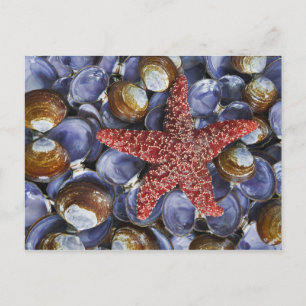 Cartão Postal USA, Washington, Hood Canal, Seabeck. Close-up