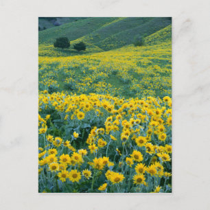 Cartão Postal UTAH. EUA. Arrofiraf balsamroot Balsamorhiza