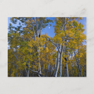 Cartão Postal Utah. EUA. Árvores de Aspen e Lua ao Crepúsculo