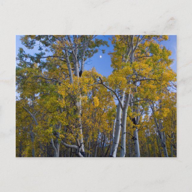 Cartão Postal Utah. EUA. Árvores de Aspen e Lua ao Crepúsculo (Frente)