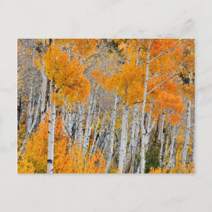 Cartão Postal Utah, EUA. Árvores de Aspen (Populus Tremuloides)