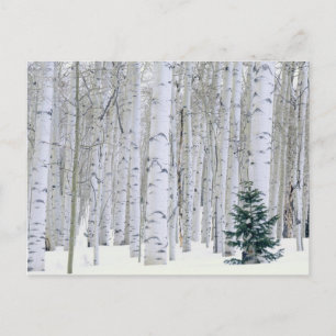 Cartão Postal UTAH. EUA. Aspen (Populus tremuloides) e Douglas