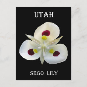 Cartão Postal Utah Sego Lily