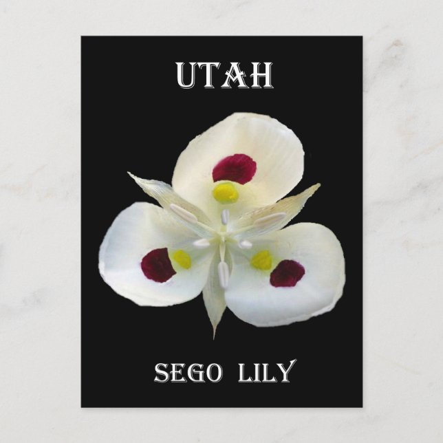Cartão Postal Utah Sego Lily (Frente)