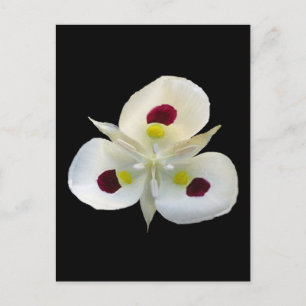 Cartão Postal Utah Sego Lily