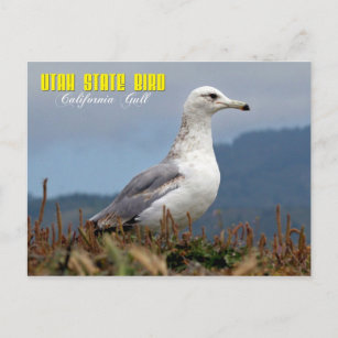 Cartão Postal Utah State Bird - Califórnia Gull
