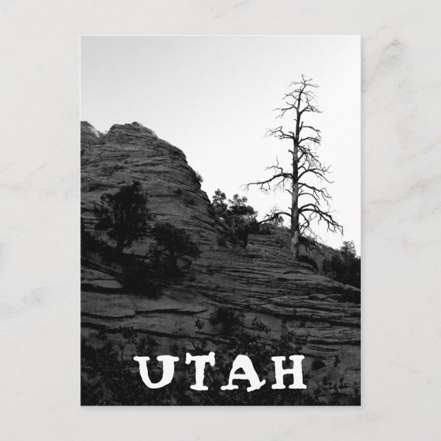 Cartão Postal UTAH Zion National Park Lone Tree Black White (Frente)