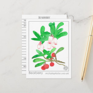 Cartão Postal Uva Ursi Bearberry Erva Matéria Médica 