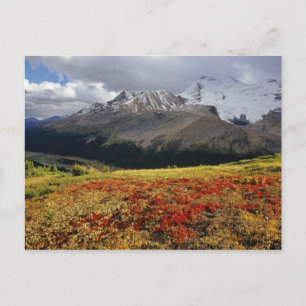 Cartão Postal Uva-ursina no início do outono Pico Athabasca no