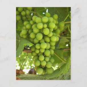 Cartão Postal Uvas