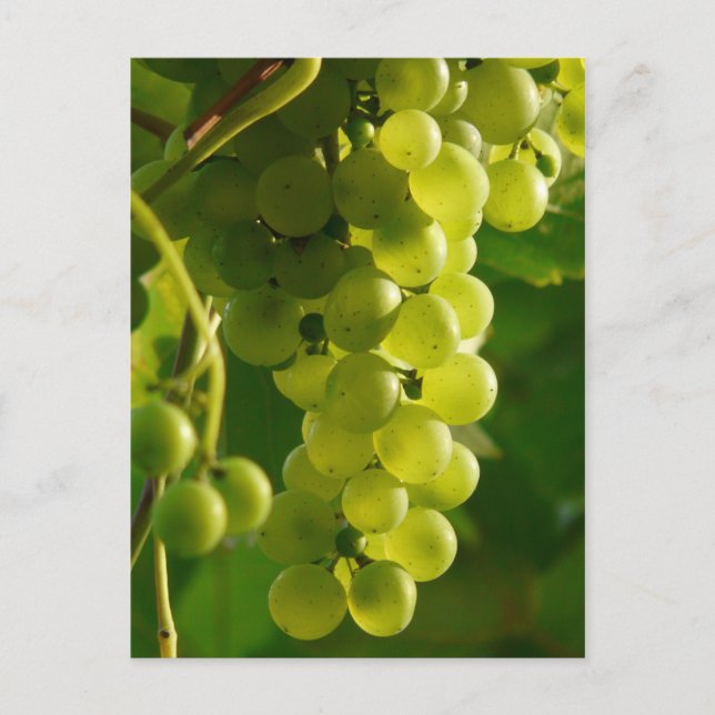 Cartão Postal Uvas (Frente)
