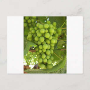 Cartão Postal Uvas
