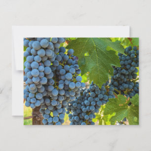 Cartão Postal Uvas