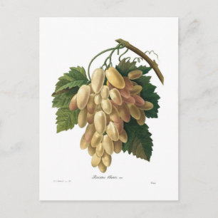 Cartão Postal Uvas brancas