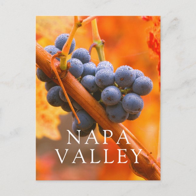 Cartão Postal Uvas De Ripas Em Vinha (Frente)