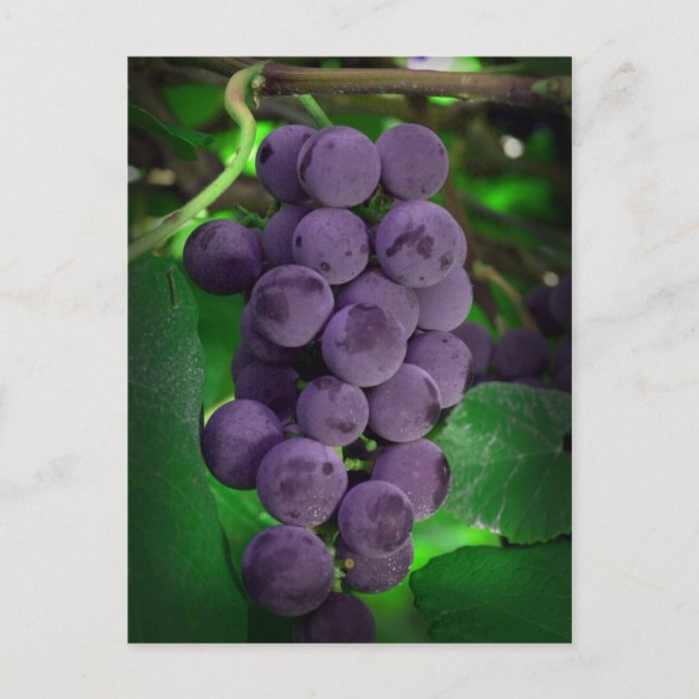 Cartão Postal Uvas de Verão (Frente)