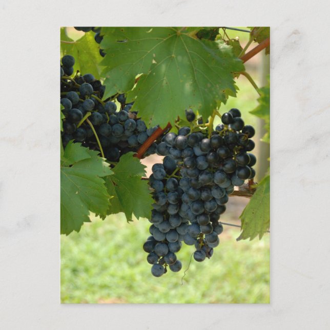 Cartão Postal Uvas de vinhedo (Frente)