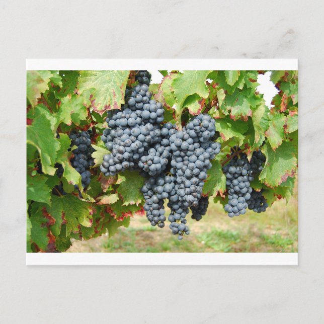 Cartão Postal Uvas de vinho (Frente)