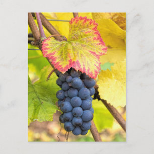 Cartão Postal Uvas de Vinho Vermelho na Vinha com Folhagem de Fa