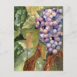 Cartão Postal Uvas, fruta da videira