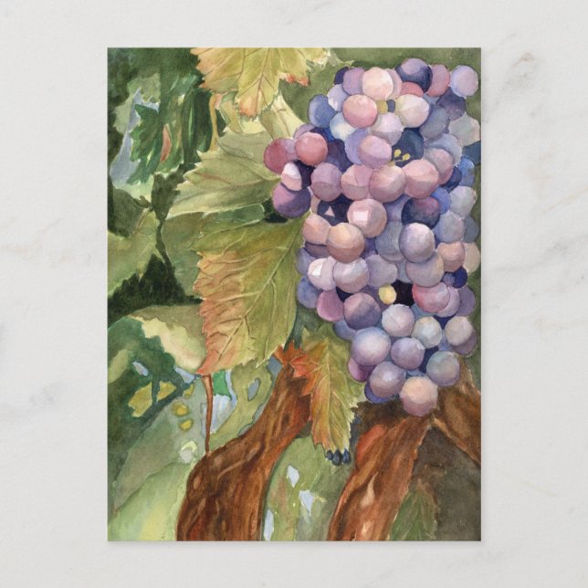 Cartão Postal Uvas, fruta da videira (Frente)