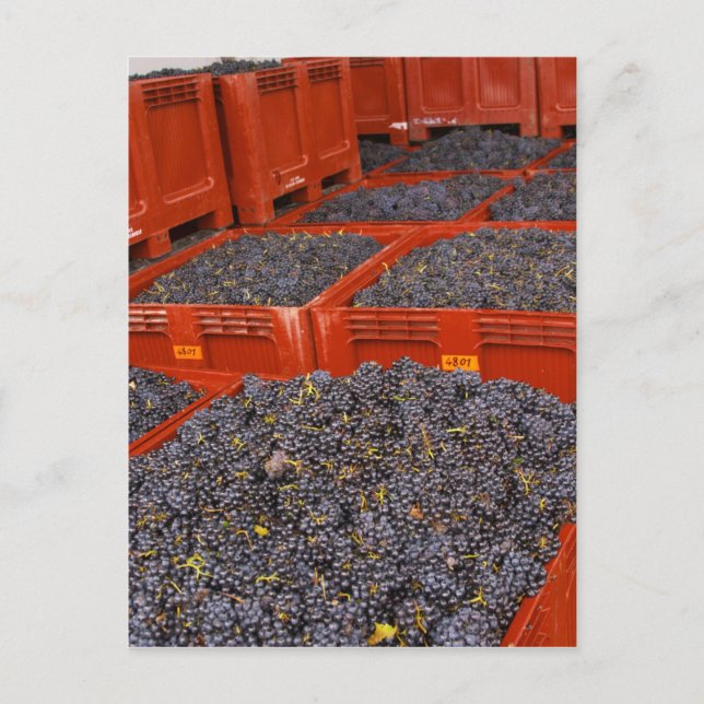 Cartão Postal Uvas Gamay acabadas de chegar da colheita no (Frente)