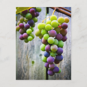 Cartão Postal Uvas Madurando