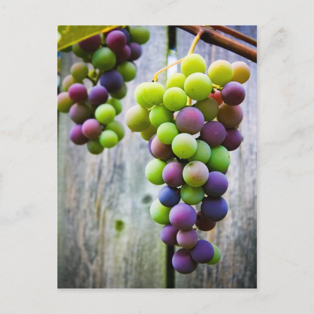 Cartão Postal Uvas Madurando (Frente)