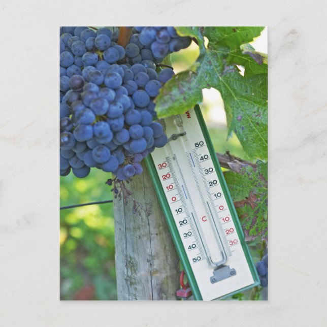 Cartão Postal Uvas Merlot em Chateau la Grave Figeac, a (Frente)