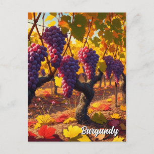 Cartão Postal Uvas na Borgonha França Viagem