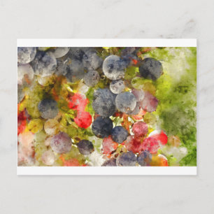 Cartão Postal Uvas na Videira prontas para fazer Vinho