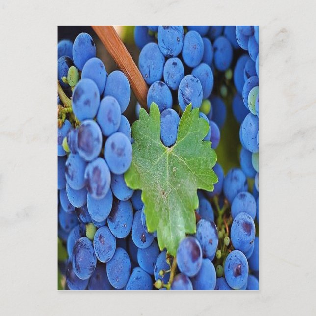 Cartão Postal Uvas numa Vinha (Frente)