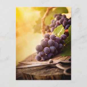 Cartão Postal Uvas Recém-Colhidas