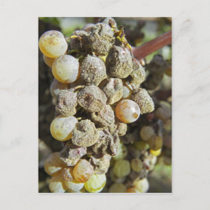 Cartão Postal Uvas Semillon com podridão nobre no momento da col