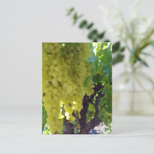 Cartão Postal Uvas Sultana Em Uma Videira,