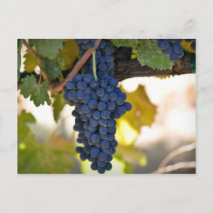 Cartão Postal Uvas tintas na videira usadas para fazer vinho