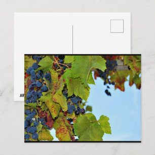 Cartão Postal Uvas Vermelhas Céu Azul